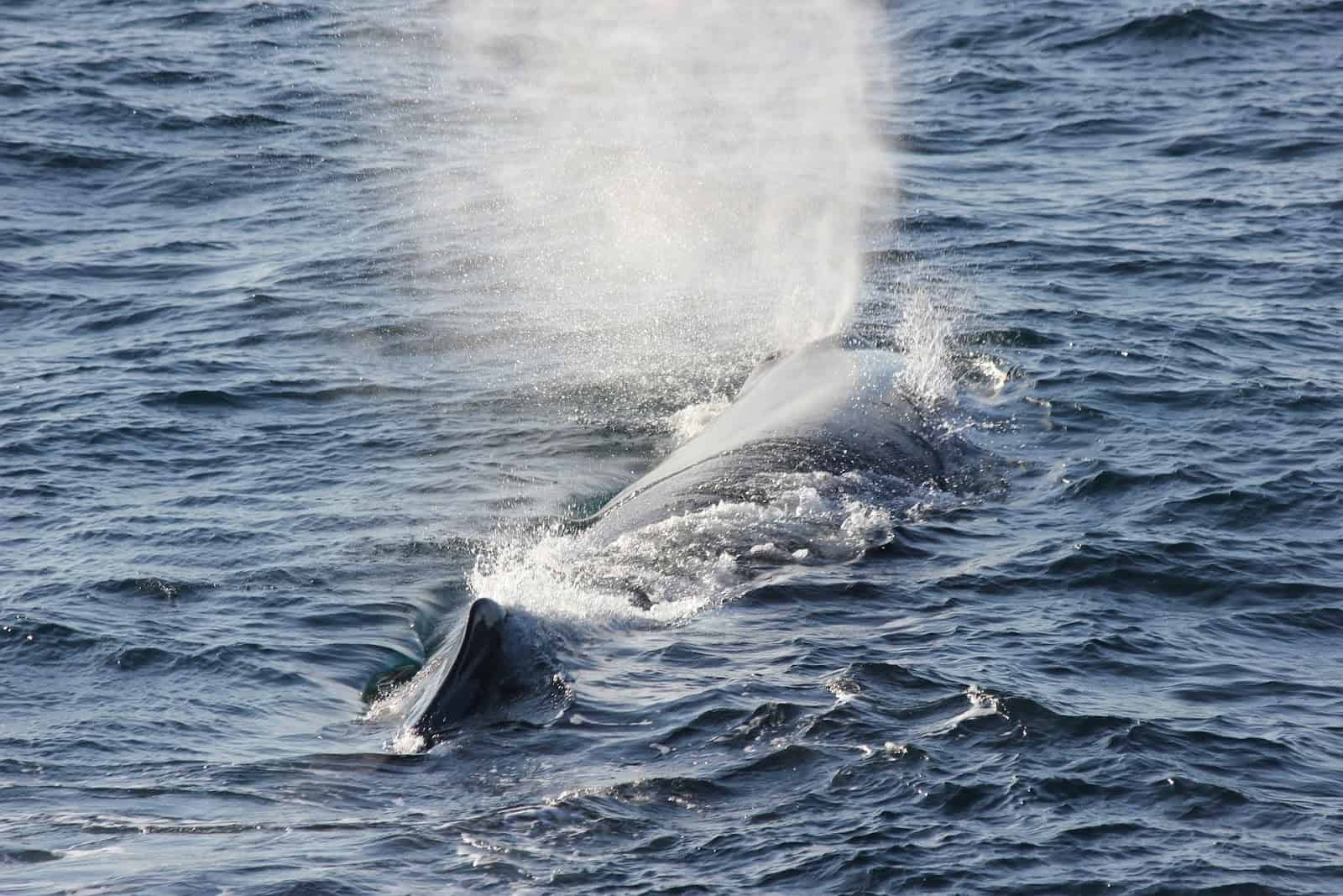 whale blowing spray from their blowhole