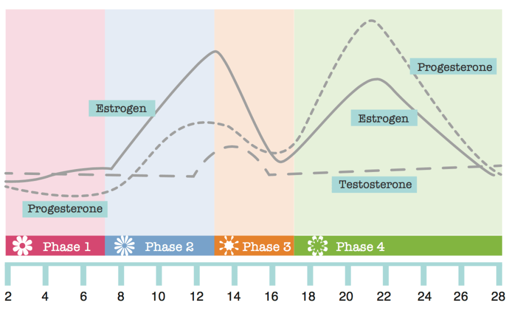 Cycling with your menstrual cycle - Menstrual Phases