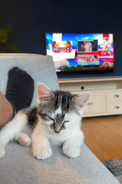 cat with blurry tv screen in background