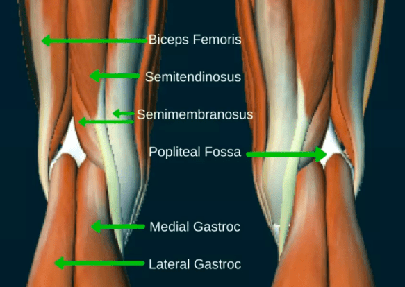 diagram of muscles behind the knee