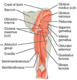 diagram of deep hip muscles