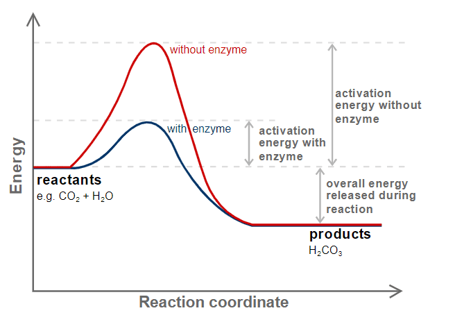 exothermic energy diagram